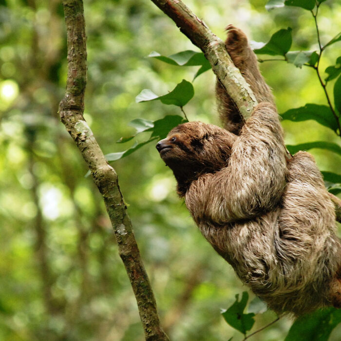 costa-rica-wildlife-sloth