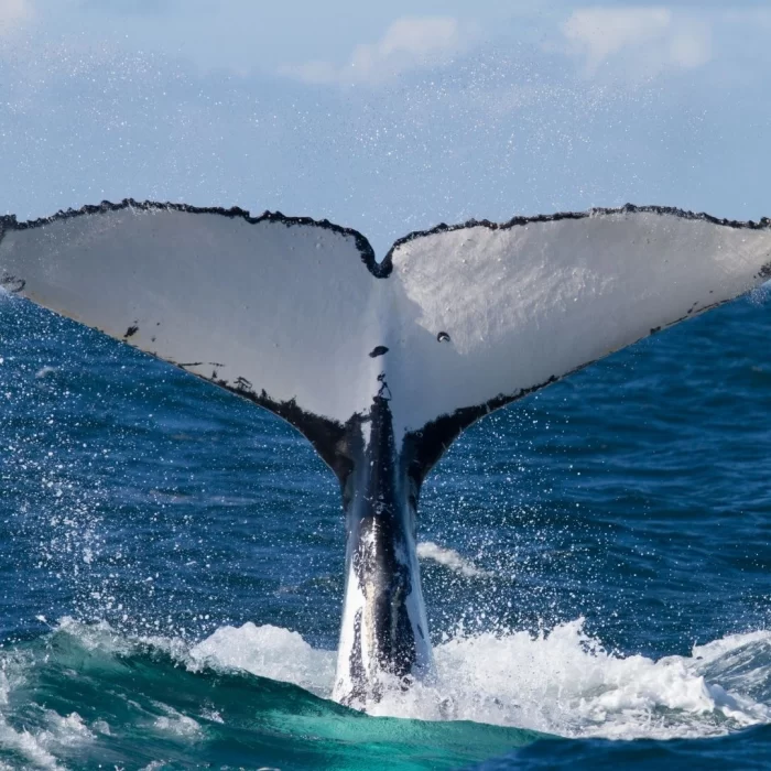 whale-watching-costa-rica-3